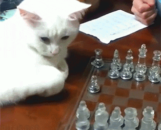 a cat playing chess